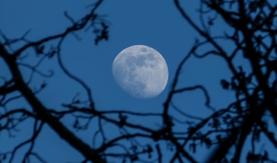 透过枯树看到的圆月